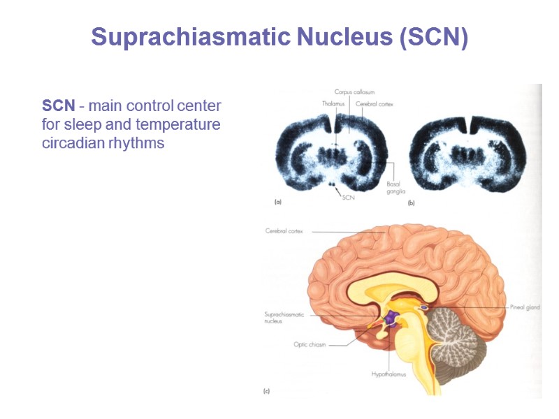 Suprachiasmatic Nucleus (SCN) SCN - main control center for sleep and temperature circadian rhythms